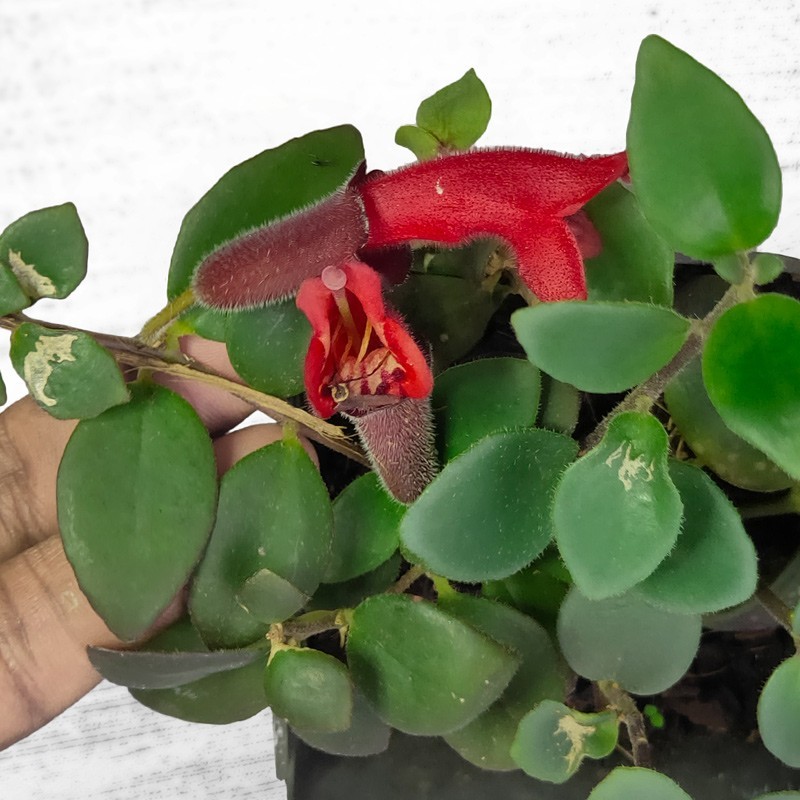 Lipstick plant | Aeschynanthus Lipstick Vine