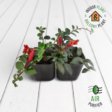 Lipstick Plant