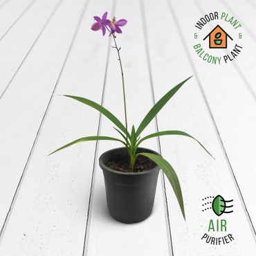 Orchid Plant
