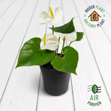 Anthurium White Plant
