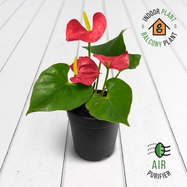 Anthurium Red Plant