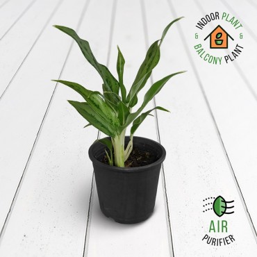 Aglaonema Narrow Leaf Plant