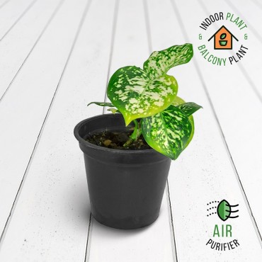 Aglaonema Green Plant