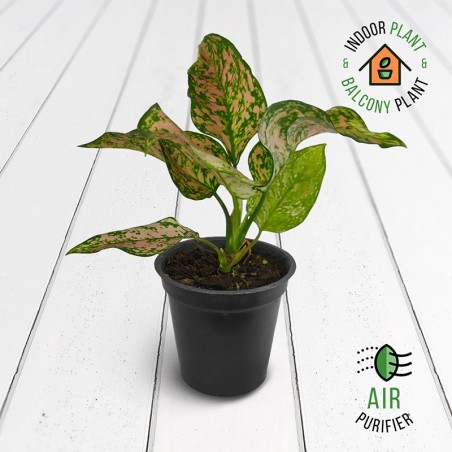 Aglaonema Harlequin Plant