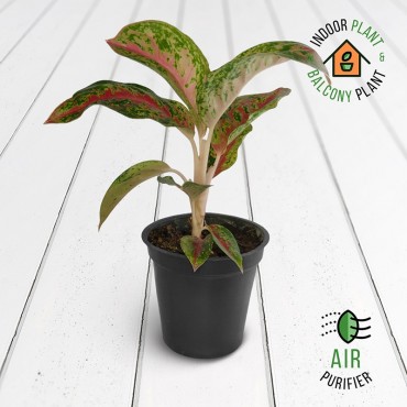 Aglaonema Red Peacock Plant