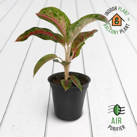 Aglaonema Red Peacock Plant