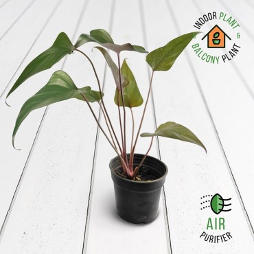 Alocasia Black Plant