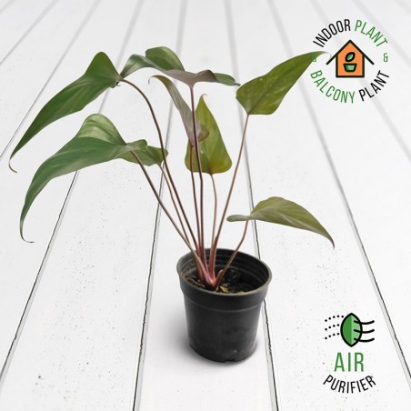 Alocasia Black Plant