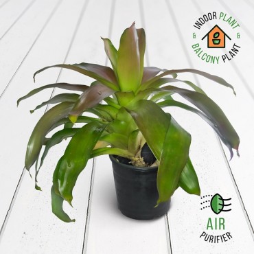 Bromeliad Plant
