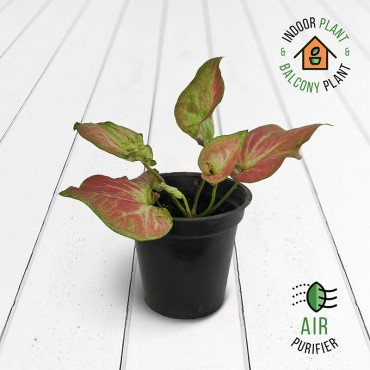 Caladium Blushing Bride Plant
