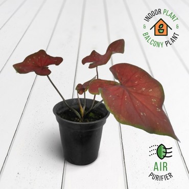 Caladium Red Flash Plant