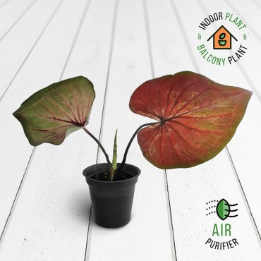 Caladium Fannie Munson Plant