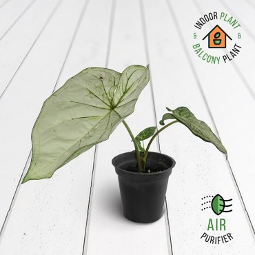 Caladium June Bride Plant