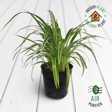 Chlorophytum Laxum Plant