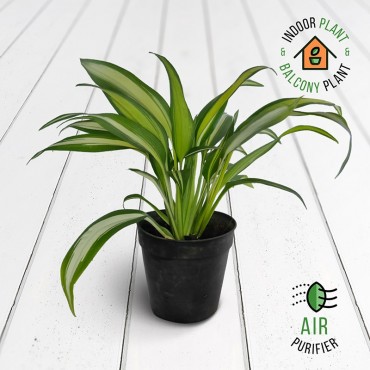 Chlorophytum Lemon N Lime...