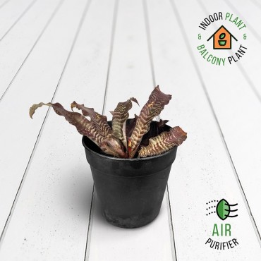 Cryptanthus Plant