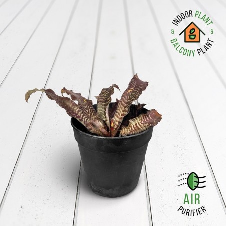 Cryptanthus Plant