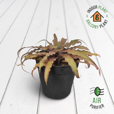 Cryptanthus Brown Plant
