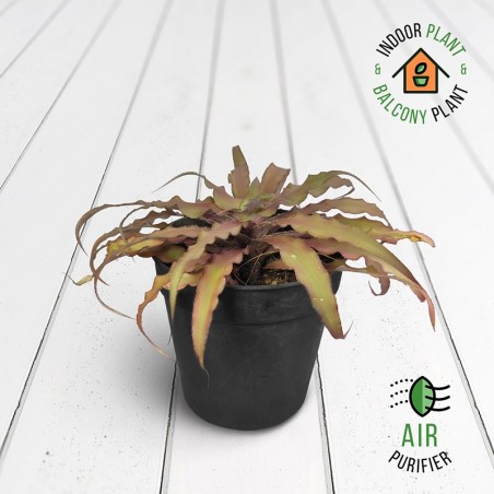 Cryptanthus Brown Plant