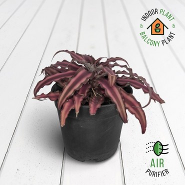 Cryptanthus Lines Plant