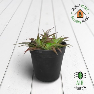 Cryptanthus Mini Plant