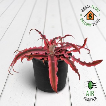 Cryptanthus Neon Plant