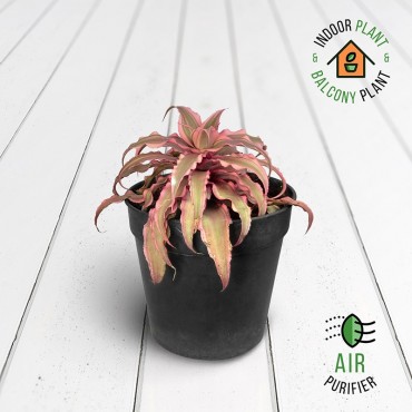 Cryptanthus Pink Plant