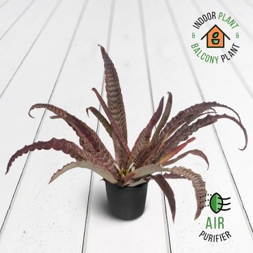 Cryptanthus Tiger Plant