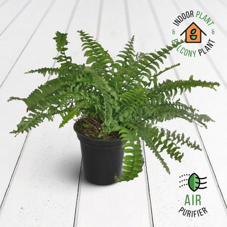 Boston Green Fern