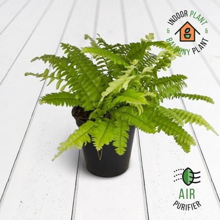 Boston Golden Fern