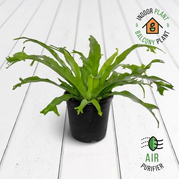 Bird's Nest Fern