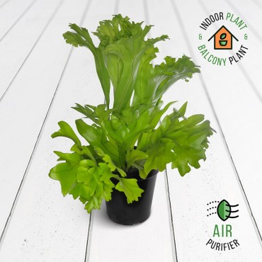 New Fern