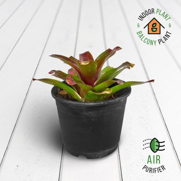 Neoregelia Donger Plant