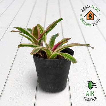 Neoregelia Variegated Plant