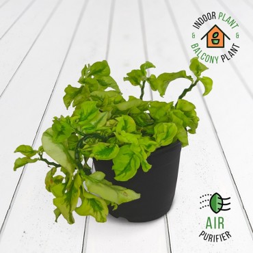 Pedilanthus Dwarf Plant
