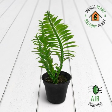 Pedilanthus Green Plant