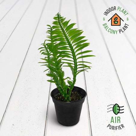 Pedilanthus Green Plant