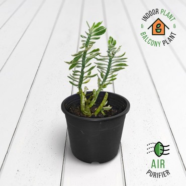 Pedilanthus Variegated Plant