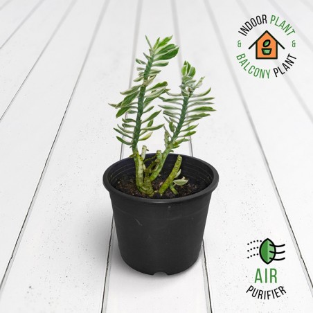 Pedilanthus Variegated Plant