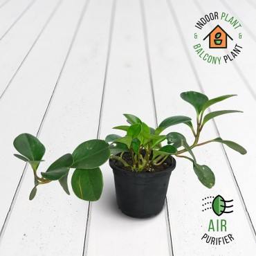 Peperomia Green Plant