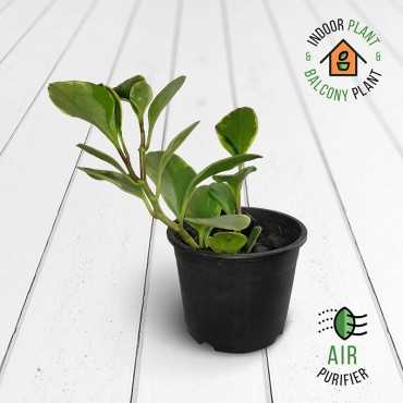 Peperomia Variegated Plant