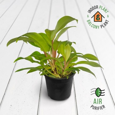 Philodendron Ceylon Beauty...