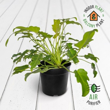 Philodendron Xanadu Golden...