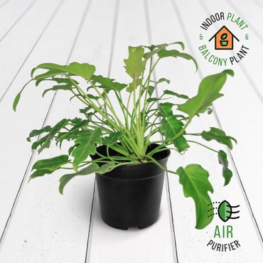 Philodendron Xanadu Green...