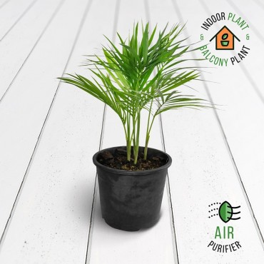 Sayagra Palm Dwarf Plant
