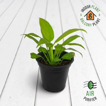 Spathiphyllum Gold Plant
