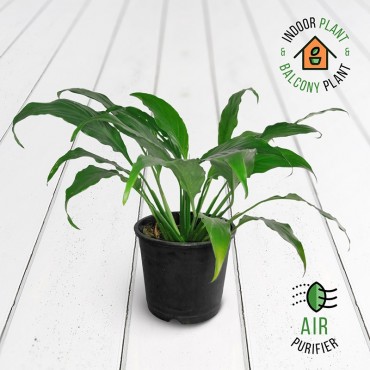 Spathiphyllum Narrow Plant