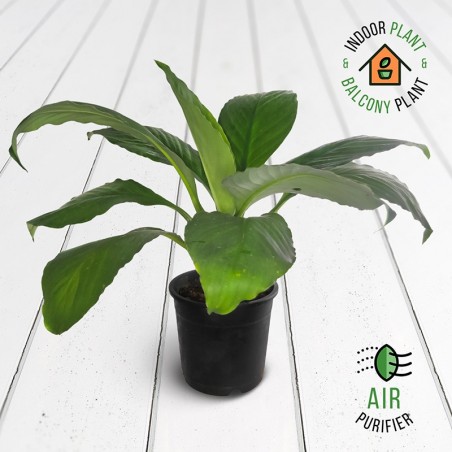 Spathiphyllum Big Leaf Plant