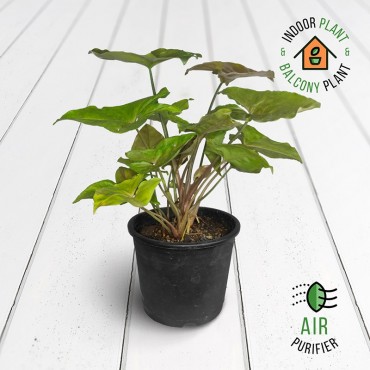 Syngonium Bronze Plant