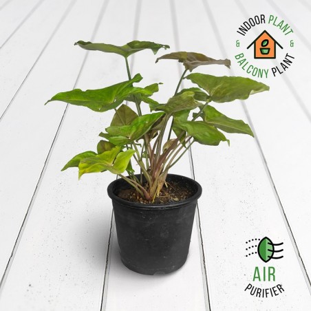 Syngonium Bronze Plant